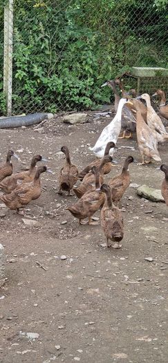 fertile duck eggs