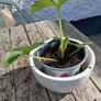 Strawberry Plants Image 5