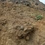 Topsoil Image 2