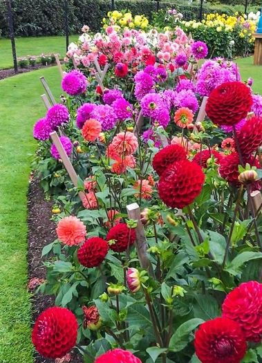 (Z) Dahlia-flowered Zinnia Seeds Jowita 1g