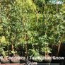 Eucalyptus trees for sale Image 3