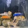 cichlids Image 2