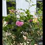 garden plants Image 2