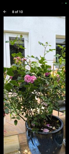 garden plants