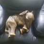 Large Elephant Image 6