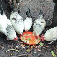 Light Sussex x Appenzeller Rosters
