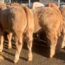 20 u grade charlaois and limousine heifers Image 4
