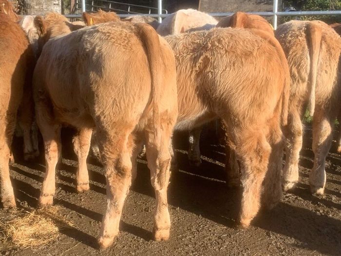 20, 320kg u grade charlaois and limousine heifers