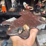 mcfarlane base only Image 2