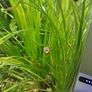 ramshorn snails Image 2