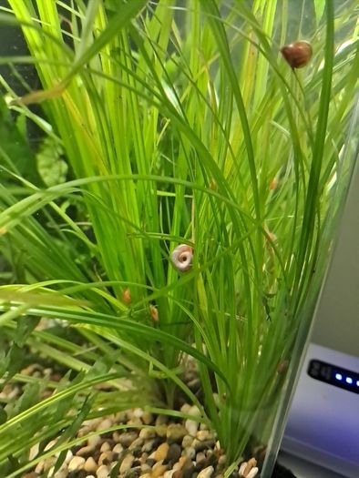 ramshorn snails