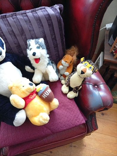 Teddys, soft toys, Teddy Bears.