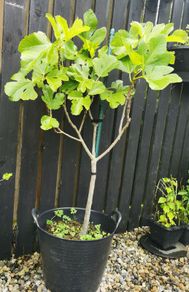 130cm fig tree plant