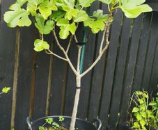 130cm fig tree plant