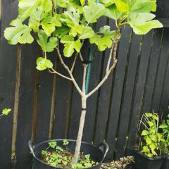 130cm fig tree plant