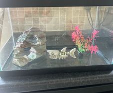 Fish tank