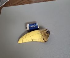 T. rex replica tooth