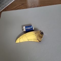 T. rex replica tooth