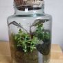 glass terrarium containing philodendron Pink Princess Image 2