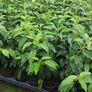 Portuguese Laurel Image 4