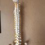 Flexible Spine Model Life Size Image 6