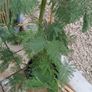 Large acacia dealbata tree 10-12ft tall Image 5