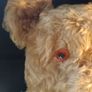 25" 1930's Fully Articulated Mohair Teddy Bear Image 5