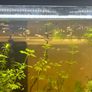 fish Image 2