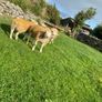 SIS Texel ram lambs Image 2