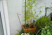 outdoor plant