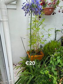 outdoor plant