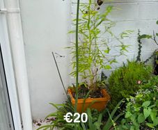 outdoor plant
