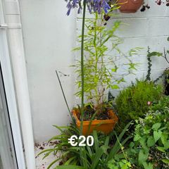 outdoor plant