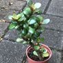 4 Feng Shui plant money plants Image 2