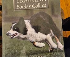 Training Border Collies. By Barbara Sykes's Large Volume Paperback In Good Condition.  See Photos For Same.