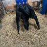 Angus bull calves Image 5