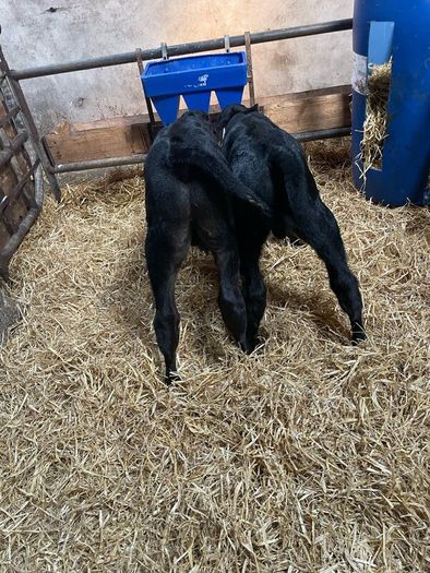 Angus bull calves