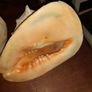 Pair Of Vintage Conch Shells Image 3