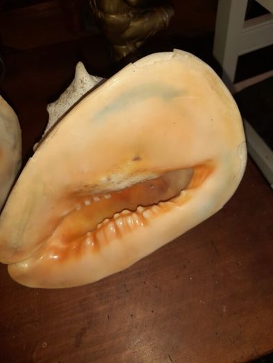 Pair Of Vintage Conch Shells