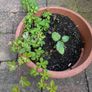 Cissus striata - fast growing evergreen climber Image 7