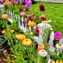 (S) Strawflower Everlasting Swiss Giant mixed seeds 1g (414482) Image 2