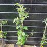 Passiflora climber plant. Image 3