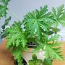 Plant Geranium and Cuban Oregano with herb pot Image 3