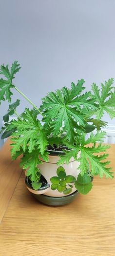 Plant Geranium and Cuban Oregano with herb pot