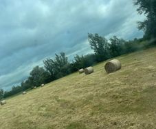 Hay for sale