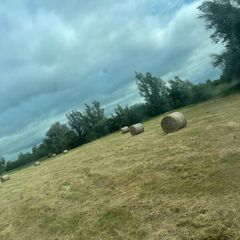 Hay for sale
