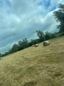 Hay for sale