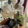 Tall Imitation Orchid Plant Image 4
