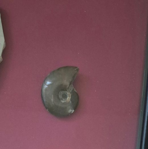 Fossilized prehistoric fish / fossilized wood and ammonite, shark teeth. In display frame.