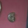 Fossilized prehistoric fish / fossilized wood and ammonite, shark teeth. In display frame. Image 4